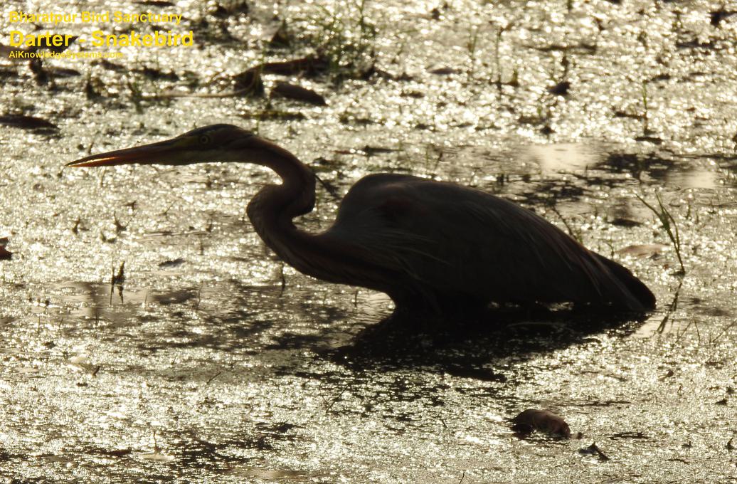 Darter - Snakebird (39) Coming Soon